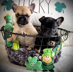 Puișori adorabili, cu o genetică excepțională, masculi și femele disponibili - imagine 2