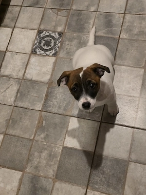 Jack Russell Terrier, catelusa plina de afectiune si iubitoare - imagine 4