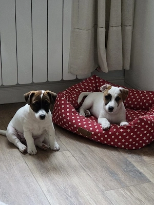 Jack Russell Terrier, catelusa plina de afectiune si iubitoare - imagine 3