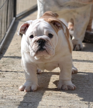 Bulldog Englez cu pedigree - imagine 2