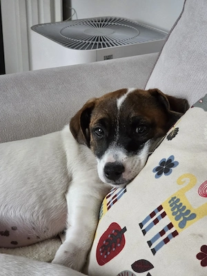 Jack Russell Terrier, catelusa plina de afectiune si iubitoare