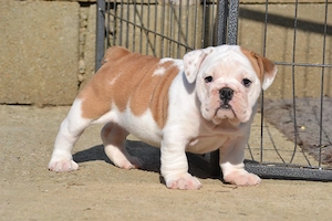 Bulldog Englez cu pedigree - imagine 4