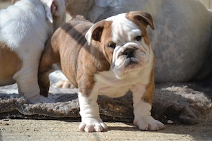 Bulldog Englez cu pedigree