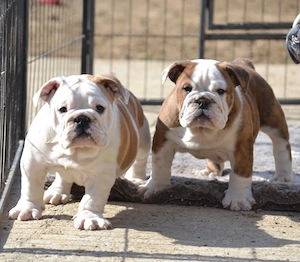 Bulldog Englez cu pedigree - imagine 3