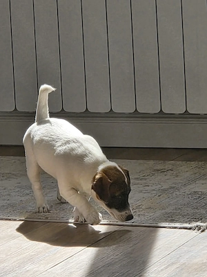 Jack Russell Terrier, catelusa plina de afectiune si iubitoare - imagine 2