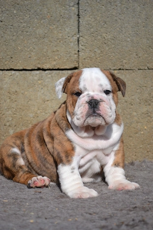 Bulldog Englez cu pedigree - imagine 5