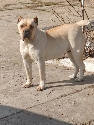 Cane corso mascul - imagine 3