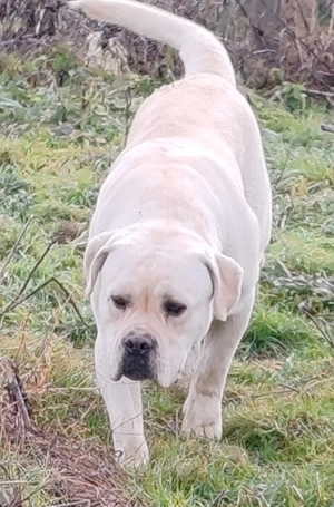 Cane corso mascul - imagine 2