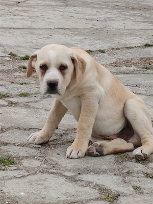 Cane corso mascul - imagine 5
