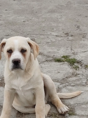 Cane corso mascul - imagine 4