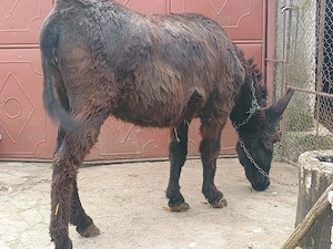 Magarita de vanzare! - imagine 2