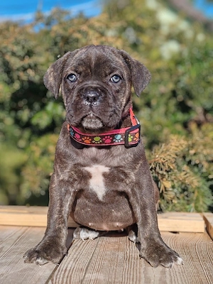Cane corso disponibile  - imagine 5