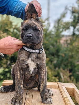 Cane corso disponibile  - imagine 4