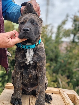 Cane corso disponibile  - imagine 3