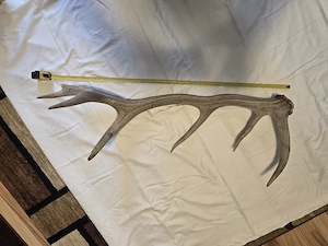 Corn de cerb autentic 95 cm   mare, perfect pentru decor