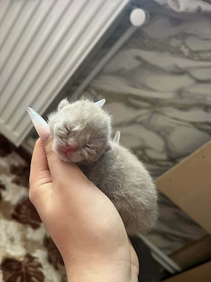 Pisici British  - imagine 2