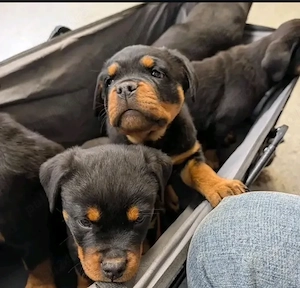 Pui de Rottweiler frumoși și sănătoși de vânzare - imagine 3