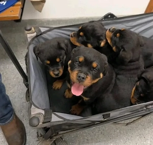 Pui de Rottweiler frumoși și sănătoși de vânzare - imagine 4