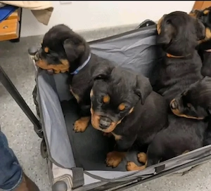 Pui de Rottweiler frumoși și sănătoși de vânzare