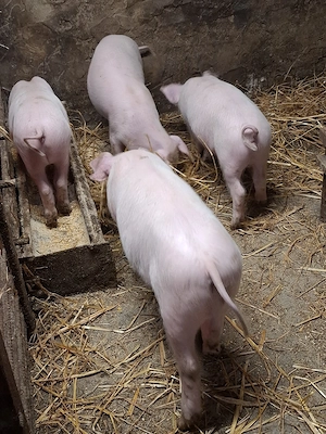 vierut landrace si trei scrofite  - imagine 2