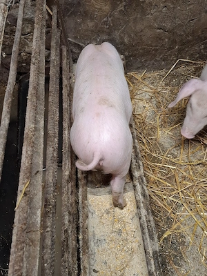 vierut landrace si trei scrofite 