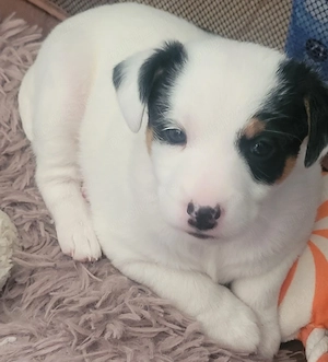 Jack russell  - imagine 3