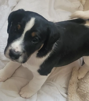 Jack russell  - imagine 2