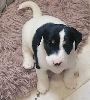 Jack russell  - imagine 4