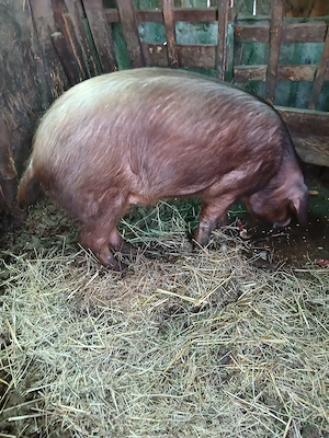 Porc duroc de vanzare