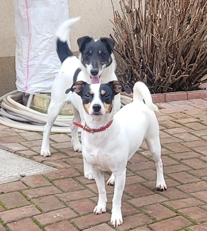 Jack russell  - imagine 5