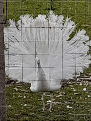 De vanzare 2 masculi de paun