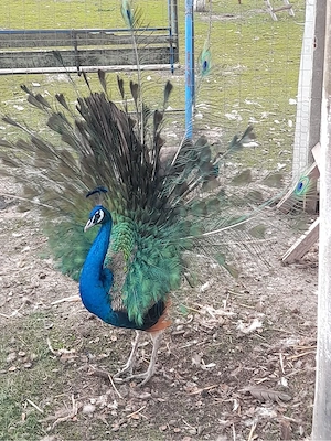 De vanzare 2 masculi de paun - imagine 2