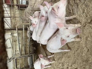 Porci,rasă de carne,350-750lei bucata - imagine 5