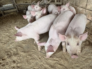 Porci,rasă de carne,350-750lei bucata - imagine 4