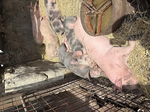 Porci,rasă de carne,350-750lei bucata - imagine 2