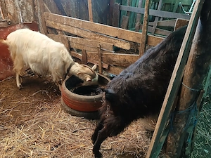 Capre gestante de vanzare - imagine 2