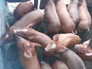 Vand purcei duroc mancaciosi - imagine 2