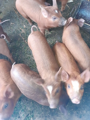 Vand purcei duroc mancaciosi