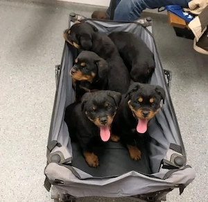 Pui de Rottweiler frumoși și sănătoși de vânzare - imagine 2