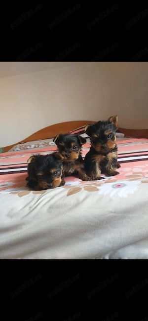 Yorkshire terrier