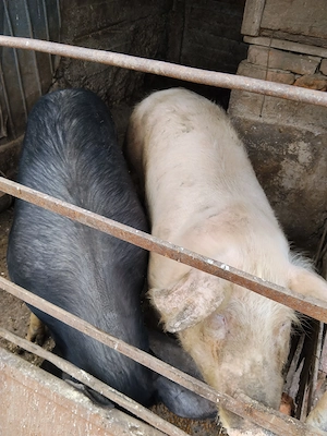 Porci de vânzare, 150-160 kg - imagine 3