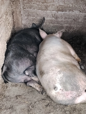 Porci de vânzare, 150-160 kg - imagine 4