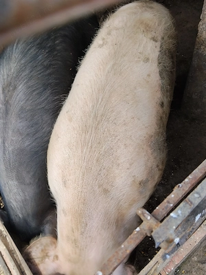 Porci de vânzare, 150-160 kg - imagine 2