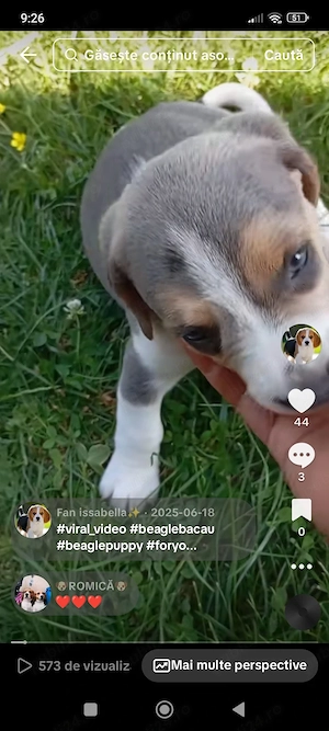 Beagle gri femela - imagine 3