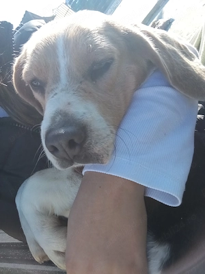 Beagle gri femela - imagine 2