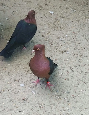 Vand schimb porumbeii bronzati