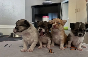 Pui de chihuahua sănătoși și de bună calitate, disponibili acum  - imagine 2