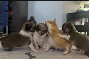 Pui de chihuahua sănătoși și de bună calitate, disponibili acum  - imagine 3