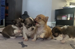 Pui de chihuahua sănătoși și de bună calitate, disponibili acum  - imagine 4