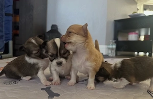 Pui de chihuahua sănătoși și de bună calitate, disponibili acum 